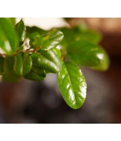 Bonsai Mit Buddha, Verschiedene Sorten 17 Bonsai Mit Buddha, Verschiedene Sorten -Haus Pflanzen Welt 8686644 PR DE 002 BonsaiMixMitSchaleUndBuddha15erSchaleDehnerExpressZS