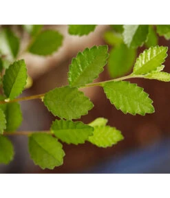 Bonsai Mit Buddha, Verschiedene Sorten 18 Bonsai Mit Buddha, Verschiedene Sorten -Haus Pflanzen Welt 8686644 PR DE 003 BonsaiMixMitSchaleUndBuddha15erSchaleDehnerExpressZS