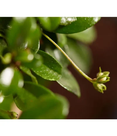 Bonsai Mit Buddha, Verschiedene Sorten -Haus Pflanzen Welt 8686644 PR DE 004 BonsaiMixMitSchaleUndBuddha15erSchaleDehnerExpressZS