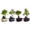 Bonsai Mit Buddha, Verschiedene Sorten 1 Bonsai Mit Buddha, Verschiedene Sorten -Haus Pflanzen Welt 8686644 PR FS 001 BonsaiMix