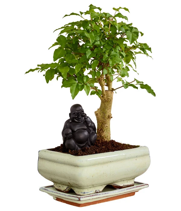 Bonsai Mit Buddha, Verschiedene Sorten 4 Bonsai Mit Buddha, Verschiedene Sorten – Bild 2