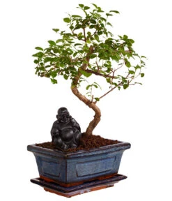 Bonsai Mit Buddha, Verschiedene Sorten 13 Bonsai Mit Buddha, Verschiedene Sorten -Haus Pflanzen Welt 8686644 PR FS 002 BonsaiMixMitSchaleUndBuddha15erSchaleDehnerExpressZS