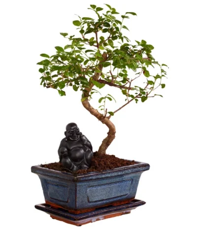 Bonsai Mit Buddha, Verschiedene Sorten -Haus Pflanzen Welt 8686644 PR FS 002 BonsaiMixMitSchaleUndBuddha15erSchaleDehnerExpressZS