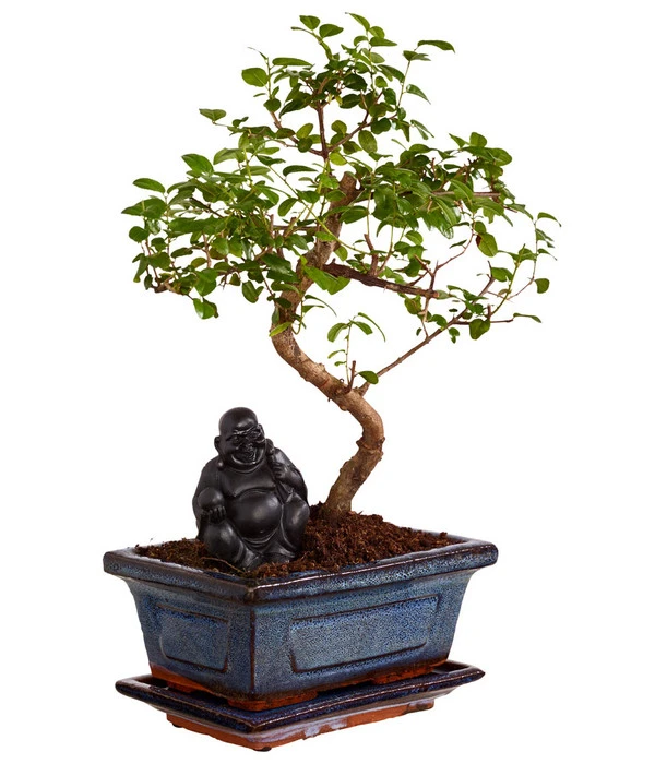 Bonsai Mit Buddha, Verschiedene Sorten 5 Bonsai Mit Buddha, Verschiedene Sorten – Bild 3