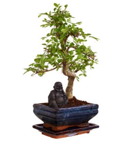 Bonsai Mit Buddha, Verschiedene Sorten 14 Bonsai Mit Buddha, Verschiedene Sorten -Haus Pflanzen Welt 8686644 PR FS 003 BonsaiMixMitSchaleUndBuddha15erSchaleDehnerExpressZS