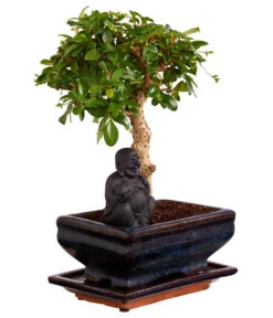 Bonsai Mit Buddha, Verschiedene Sorten 15 Bonsai Mit Buddha, Verschiedene Sorten -Haus Pflanzen Welt 8686644 PR FS 004 BonsaiMixMitSchaleUndBuddha15erSchaleDehnerExpressZS