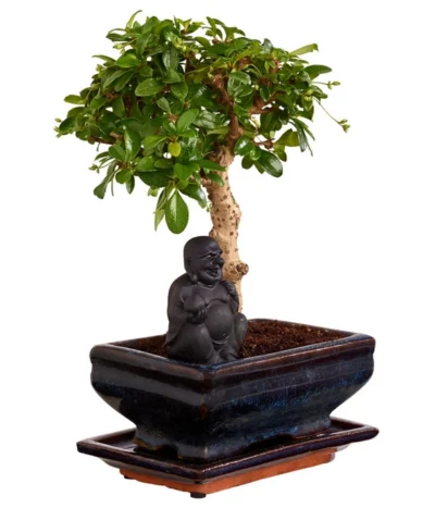 Bonsai Mit Buddha, Verschiedene Sorten -Haus Pflanzen Welt 8686644 PR FS 004 BonsaiMixMitSchaleUndBuddha15erSchaleDehnerExpressZS
