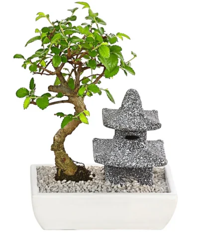Bonsai Mit Buddha/Pagode, Verschiedene Sorten