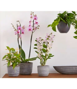 Efeutute - Epipremnum Aureum 'Torro', Ampel -Haus Pflanzen Welt 8687071 PR MO 002 8687063 8250045 8660045 DendrobiumUveSauer