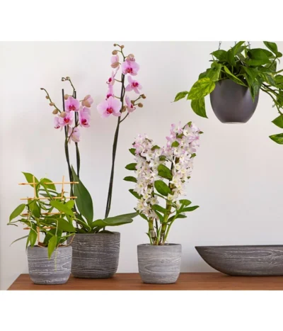 Efeutute - Epipremnum Aureum 'Torro', Ampel 8 Efeutute - Epipremnum Aureum 'Torro', Ampel -Haus Pflanzen Welt 8687071 PR MO 002 8687063 8250045 8660045 DendrobiumUveSauer