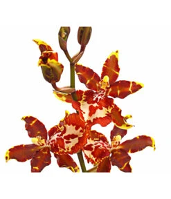 Colmanara-Orchidee - Colmanara 'Andrea' -Haus Pflanzen Welt 8687113 PR DE 001 ColmanaraAndreaDehnerExpressHerzig