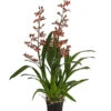 Colmanara-Orchidee - Colmanara 'Andrea' -Haus Pflanzen Welt 8687113 PR FS 001 ColmanaraAndreaDehnerExpressHerzig
