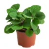 Peperomie - Peperomia Albovittatta 'Rana Verde' -Haus Pflanzen Welt 8688277 PR FS 001 PeperomiaRanaVerdeT12DehnerExpressHerzig
