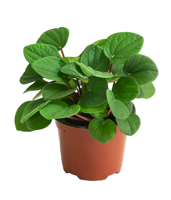 Peperomie - Peperomia Albovittatta 'Rana Verde' 3 Peperomie - Peperomia Albovittatta 'Rana Verde'