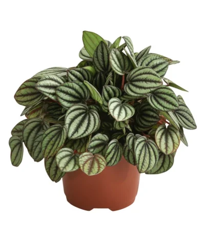 Peperomie - Peperomia Albovittata 'Piccolo Banda'