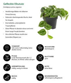 Gefleckte Efeutute - Scindapsus Pictus -Haus Pflanzen Welt 8689127 WE IG 001 GefleckteEfeutute