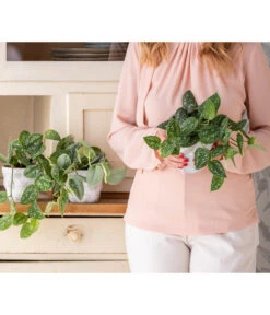 Gefleckte Efeutute - Scindapsus Pictus -Haus Pflanzen Welt 8689127 WE MO 001 Epipremnum 1