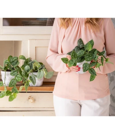 Gefleckte Efeutute - Scindapsus Pictus 6 Gefleckte Efeutute - Scindapsus Pictus -Haus Pflanzen Welt 8689127 WE MO 001 Epipremnum 1