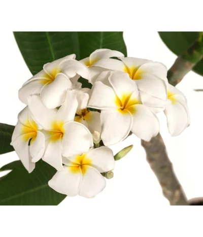 Frangipani - Plumeria Alba -Haus Pflanzen Welt 8691180 WE DE 001 PlumeriaT18MixOstroFrangipani