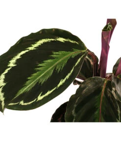 Korbmarante - Calathea Roseopicta 'Medallion' 7 Korbmarante - Calathea Roseopicta 'Medallion' -Haus Pflanzen Welt 8696288 WE DE 001 CalatheaMedaillonT12