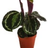 Korbmarante - Calathea Roseopicta 'Medallion' -Haus Pflanzen Welt 8696288 WE FS 001 CalatheaMedaillonT12