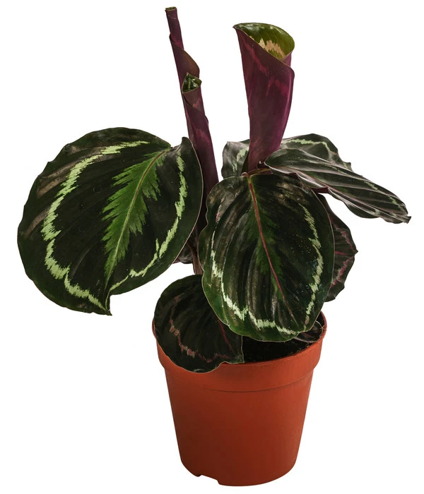 Korbmarante - Calathea Roseopicta 'Medallion' 3 Korbmarante - Calathea Roseopicta 'Medallion'