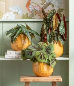 Haus Pflanzen Welt -Haus Pflanzen Welt 8698805 8651291 WE MO 001 Begonia