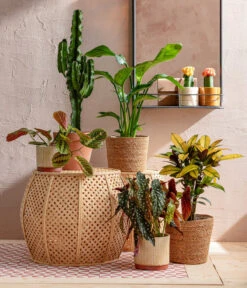 Abessinische Wolfsmilch - Euphorbia Abyssinica -Haus Pflanzen Welt 8698805 WE MO 001 AutumnSunrise