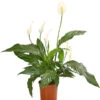 Air So Pure® Einblatt - Spathiphyllum Wallisii 'Chico' 2 Air So Pure® Einblatt - Spathiphyllum Wallisii 'Chico' -Haus Pflanzen Welt 8700189 WE FS 001 EinblattSpathiphyllumChicoAirT13DehnerExpressHerzigOW