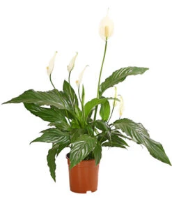 Air So Pure® Einblatt - Spathiphyllum Wallisii 'Chico'