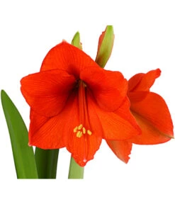 Amaryllis - Hippeastrum-Hybride -Haus Pflanzen Welt 8700809 PR DE 001 AmaryllisHippeastrum2TrieberT13DehnerExpressHerzig