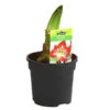 Amaryllis - Hippeastrum-Hybride -Haus Pflanzen Welt 8700809 PR FS 001 HippeastrumExoticStriped2TrDehnerExpressHerzig