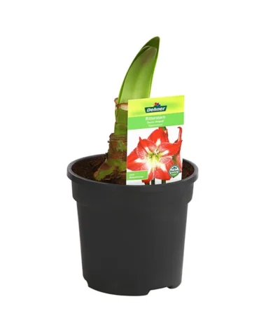 Amaryllis - Hippeastrum-Hybride