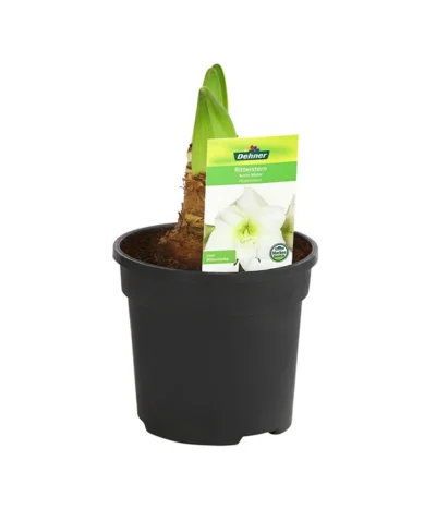 Amaryllis - Hippeastrum-Hybride 15 Amaryllis - Hippeastrum-Hybride -Haus Pflanzen Welt 8700809 PR FS 004 HippeastrumArcticWithe2TrDehnerExpressHerzig