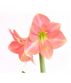 Amaryllis - Hippeastrum-Hybride -Haus Pflanzen Welt 8700809 WE DE 001 AmaryllisHippeastrumMultifloraRittersternT17DehnerExpressHerzigOW