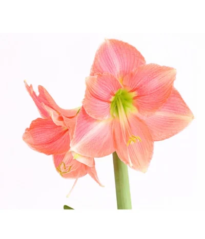 Amaryllis - Hippeastrum-Hybride 20 Amaryllis - Hippeastrum-Hybride -Haus Pflanzen Welt 8700809 WE DE 001 AmaryllisHippeastrumMultifloraRittersternT17DehnerExpressHerzigOW