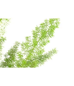 Fuchsschwanzspargel - Asparagus Densiflorus 'Meyeri' -Haus Pflanzen Welt 8700817 PR DE 001 FuchsschwanzspargelAsparagusDensiflorusMeyeriT17DehnerExpressHerzig