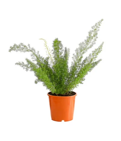 Fuchsschwanzspargel - Asparagus Densiflorus 'Meyeri'