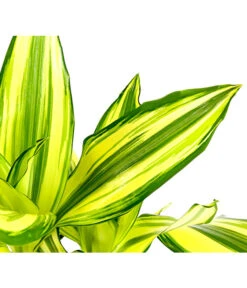 Drachenbaum - Dracaena Fragrans 'Yellow Coast' -Haus Pflanzen Welt 8702110 PR DE 002 DracaenaYellowCoastDrachenbaumT11DehnerExpressHerzig