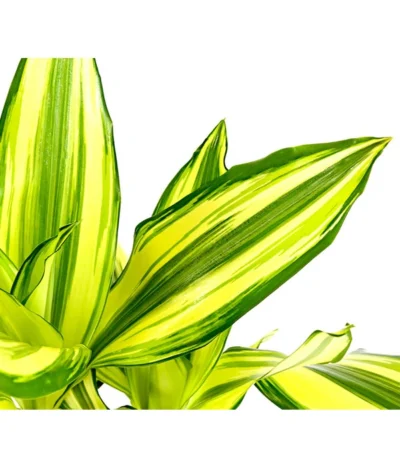 Drachenbaum - Dracaena Fragrans 'Yellow Coast' -Haus Pflanzen Welt 8702110 PR DE 002 DracaenaYellowCoastDrachenbaumT11DehnerExpressHerzig