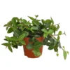 Peperomie - Peperomia Angulata 'Rocca Verde' 1 Peperomie - Peperomia Angulata 'Rocca Verde' -Haus Pflanzen Welt 8702359 PR FS 001 PeperomiaAngulataRoccaT12DehnerExpressHerzig