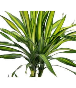 Drachenbaum - Dracaena Fragrans 'Rikki' -Haus Pflanzen Welt 8703340 BildD 001 DrachenbaumRikkiDracDereRikki3T