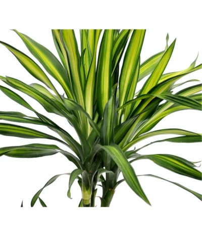 Drachenbaum - Dracaena Fragrans 'Rikki' -Haus Pflanzen Welt 8703340 BildD 001 DrachenbaumRikkiDracDereRikki3T