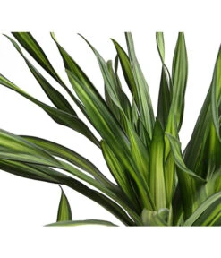 Drachenbaum - Dracaena Fragrans 'Rikki' -Haus Pflanzen Welt 8703340 WE DE 001 DrachenbaumDracaenaDeremensisRikkiT24DehnerExpressHerzig