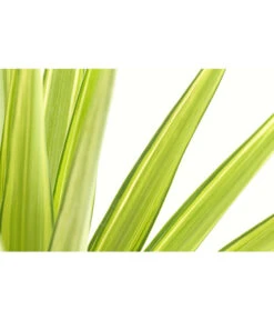 Haus Pflanzen Welt -Haus Pflanzen Welt 8704330 PR DE 001 YuccaVarieagataT12DehnerExpressHerzig