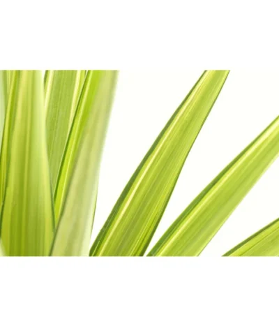 Gelbbunte Kerzen-Palmlilie - Yucca Elephantipes 'Variegata' 5 Gelbbunte Kerzen-Palmlilie - Yucca Elephantipes 'Variegata' -Haus Pflanzen Welt 8704330 PR DE 001 YuccaVarieagataT12DehnerExpressHerzig