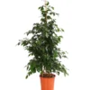 Birkenfeige - Ficus Benjamini 'Danielle' 1 Birkenfeige - Ficus Benjamini 'Danielle' -Haus Pflanzen Welt 8704348 PR FS 001 FicusDanielleReginaT27DehnerExpressHerzig