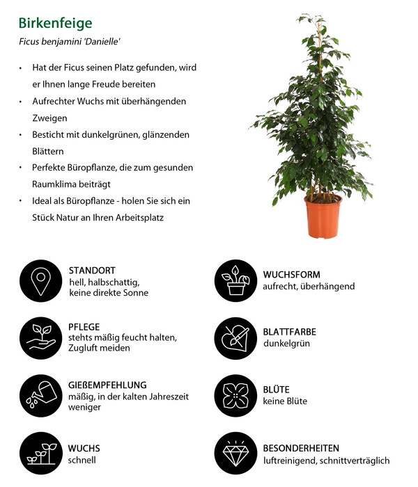 Birkenfeige - Ficus Benjamini 'Danielle' 5 Birkenfeige - Ficus Benjamini 'Danielle' – Bild 3