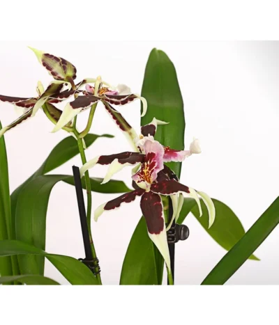 Zahnzungen-Orchidee - Odontoglossum-Hybriden, Verschiedene Sorten -Haus Pflanzen Welt 8704694 PR DE 001 Odontoglossum1TrieberT12DehnerHerzig