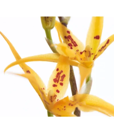 Zahnzungen-Orchidee - Odontoglossum-Hybriden, Verschiedene Sorten -Haus Pflanzen Welt 8704694 PR DE 001 OdontoglossumBrassadaMiradaSortenmix1TrieberT11DehnerExpressZS